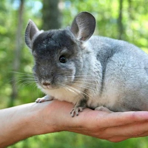 картинка дива